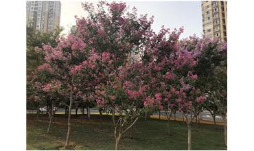 夏秋季節(jié)，錫城首次驚現(xiàn)紫薇花開(kāi)美景